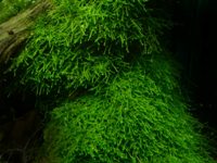 Taiwan moss