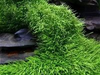 Utricularia graminifolia