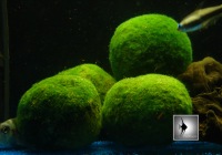 cladophora aegagrophila