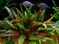 cryptocoryne petchii