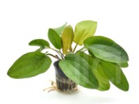 echinodorus compacta