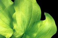 echinodorus yellow sun