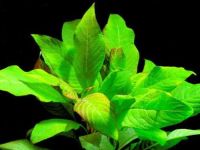 hygrophila dwarf