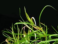 juncus repens