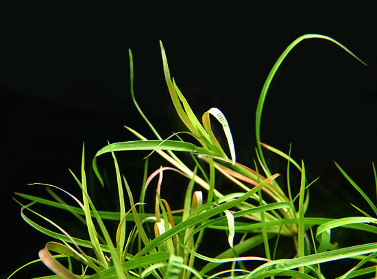 juncusrepens