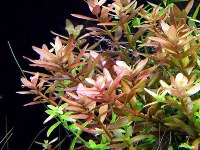 rotala indica