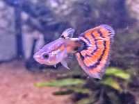 guppy red mosaic